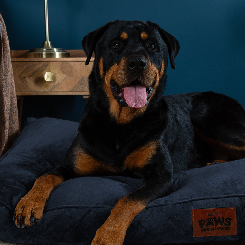 Slumberdown Paws for Slumber Raised Padded Dog Bed